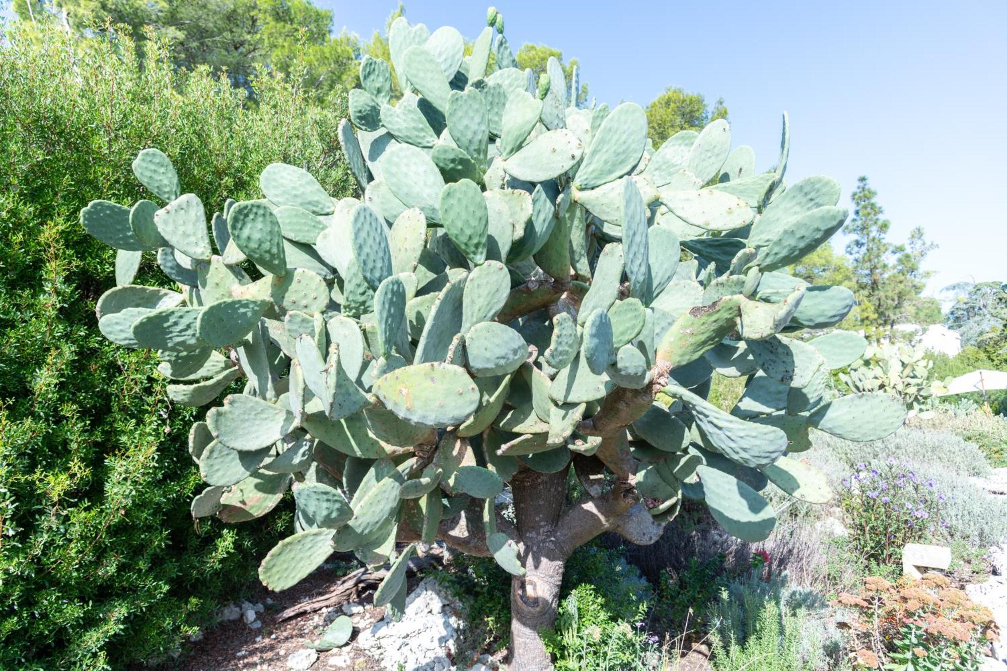 Masseria Caliani Borgagne Ngoại thất bức ảnh